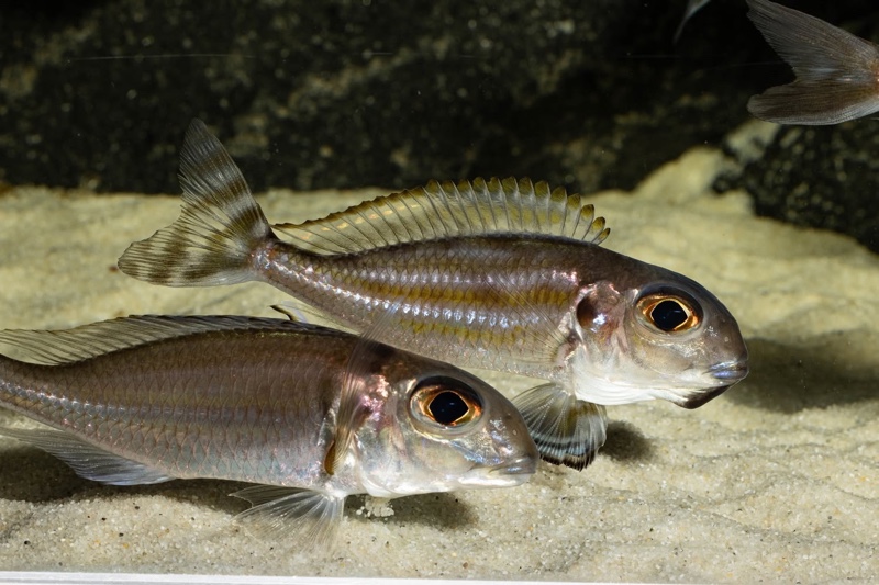 Xenotilapia caudafasciata